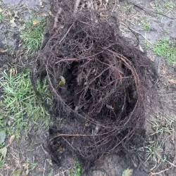 Rotbuche - Verkauf von Rotbuchen mit offenem Wurzelsystem für gesunde Pflanzen, optimale Bodenanpassung im Garten.