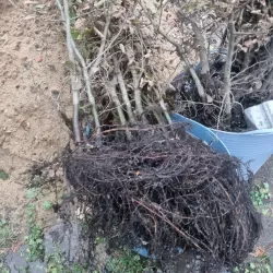 Rotbuche - Verkauf mit offenem Wurzelsystem fördert starke Entwicklung und Anpassungsfähigkeit für gesunde Gartenrotbuchen.