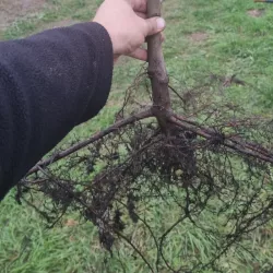 Rotbuche - Der Verkauf mit offenem Wurzelsystem gewährleistet gesunde, leicht anpassbare Pflanzen.