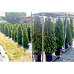 Thuja occ. Smaragd 140-160 cm im Topf Heckenpflanzen Mencel