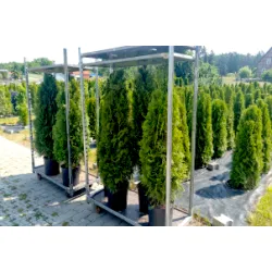 Thuja Smaragd 140-160 cm im Topf Heckenpflanzen Mencel