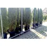 Thuja Smaragd 180-200 cm im Topf Heckenpflanzen Mencel