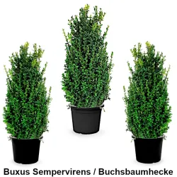 Buxus Sempervirens Buchsbaumhecke Heckenpflanzen Mencel