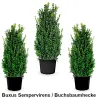 Buxus Sempervirens Buchsbaumhecke Heckenpflanzen Mencel