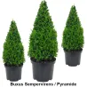 Buxus Sempervirens - Pyramide Heckenpflanzen Mencel