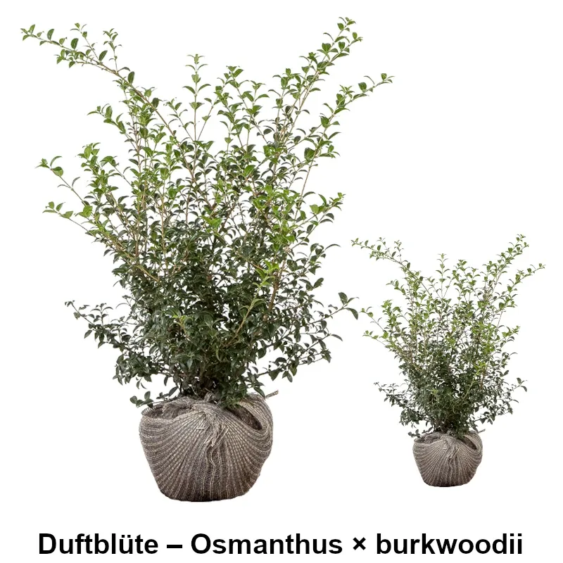 Duftblüte – Osmanthus × burkwoodii Heckenpflanzen Mencel