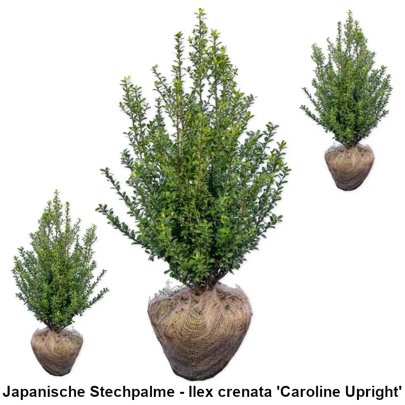 Japanische Stechpalme - Ilex crenata 'Caroline Upright' Heckenpflanzen Mencel
