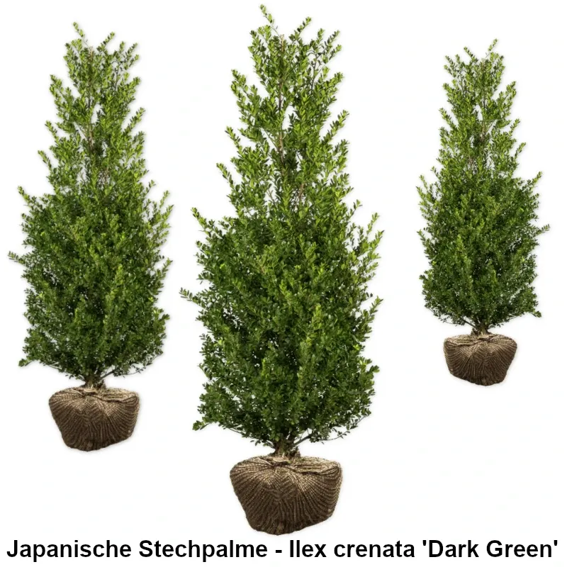 Japanische Stechpalme - Ilex crenata 'Dark Green' Heckenpflanzen Mencel