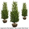 Japanische Stechpalme - Ilex crenata 'Dark Green' Heckenpflanzen Mencel