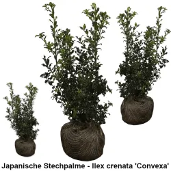 Japanische Stechpalme - Ilex crenata 'Convexa' Heckenpflanzen Mencel