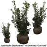 Japanische Stechpalme - Ilex crenata 'Convexa' Heckenpflanzen Mencel