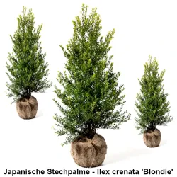 Japanische Stechpalme - Ilex crenata 'Blondie' Heckenpflanzen Mencel