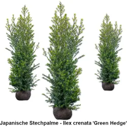 Japanische Stechpalme - Ilex crenata 'Green Hedge'' Heckenpflanzen Mencel