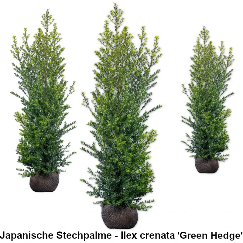 Japanische Stechpalme - Ilex crenata 'Green Hedge'' Heckenpflanzen Mencel