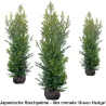 Japanische Stechpalme - Ilex crenata 'Green Hedge'' Heckenpflanzen Mencel