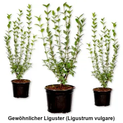 Gewöhnlicher Liguster (Ligustrum vulgare) im Topf  Heckenpflanzen Mencel