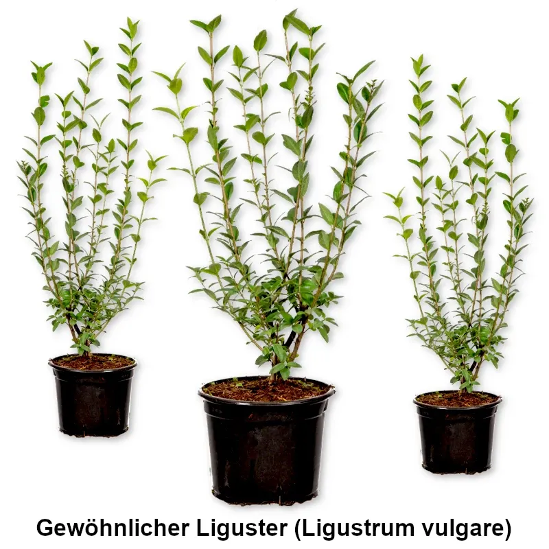 Gewöhnlicher Liguster (Ligustrum vulgare) im Topf  Heckenpflanzen Mencel