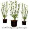 Gewöhnlicher Liguster (Ligustrum vulgare) im Topf  Heckenpflanzen Mencel