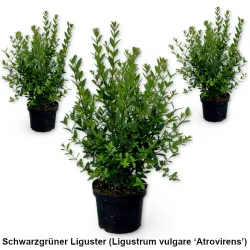 Schwarzgrüner Liguster (Ligustrum vulgare ‘Atrovirens’) im Topf  Heckenpflanzen Mencel