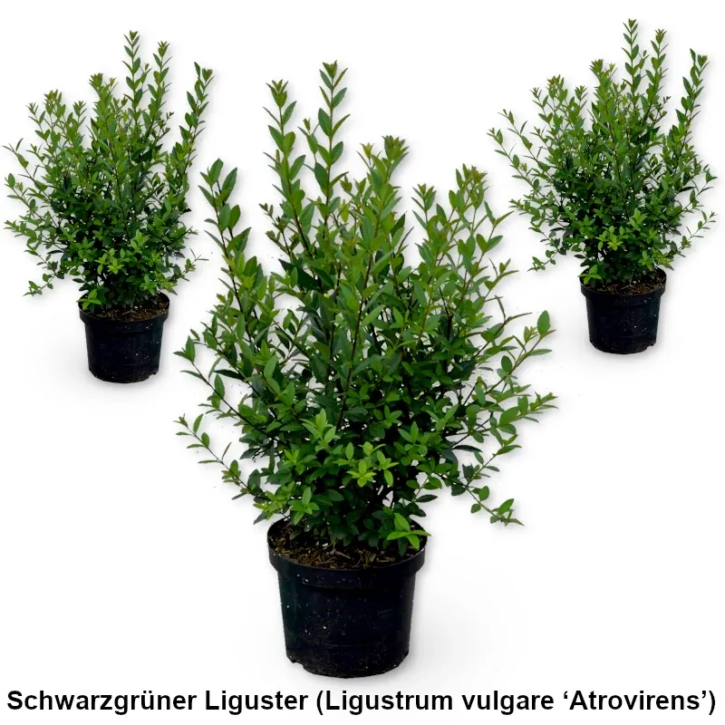 Schwarzgrüner Liguster (Ligustrum vulgare ‘Atrovirens’) im Topf  Heckenpflanzen Mencel