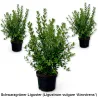 Schwarzgrüner Liguster (Ligustrum vulgare ‘Atrovirens’) im Topf  Heckenpflanzen Mencel