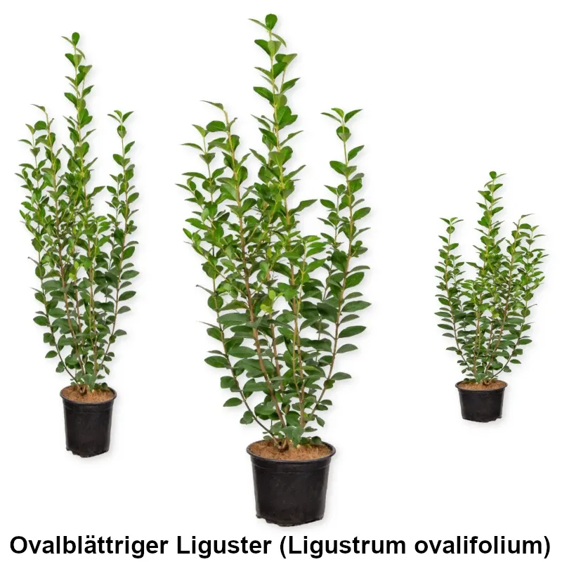 Ovalblättriger Liguster (Ligustrum ovalifolium) im Topf Heckenpflanzen Mencel