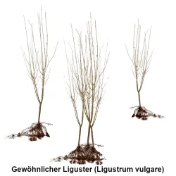 Gewöhnlicher Liguster (Ligustrum vulgare) Heckenpflanzen Mencel