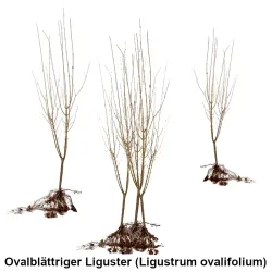 Ovalblättriger Liguster (Ligustrum ovalifolium) Heckenpflanzen Mencel