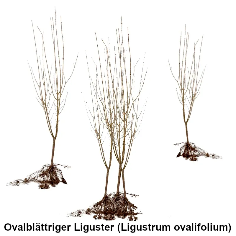 Ovalblättriger Liguster (Ligustrum ovalifolium) Heckenpflanzen Mencel
