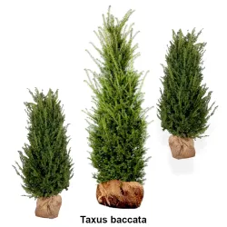 Taxus baccata Wulkau - Heckenpflanzen Mencel