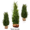 Taxus baccata Wulkau - Heckenpflanzen Mencel