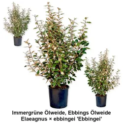 Immergrüne Ölweide, Ebbings Ölweide, Elaeagnus × ebbingei 'Ebbingei'