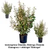 Immergrüne Ölweide, Ebbings Ölweide, Elaeagnus × ebbingei 'Ebbingei'