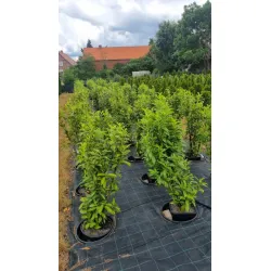 Kirschlorbeer Herbergii 125-150 cm