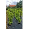 Kirschlorbeer Herbergii 125-150 cm