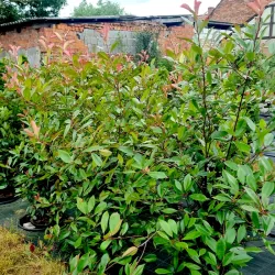 GLANZMISPEL 'RED ROBIN' Topfpflanzen 150-175 cm