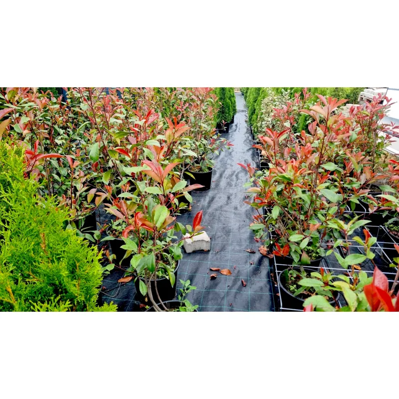 Photinia 'Red Robin'