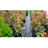 Photinia 'Red Robin'