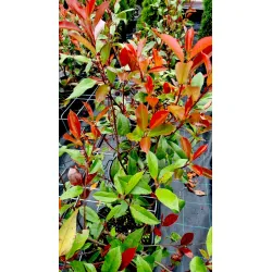 Glanzmispel 'Red Robin'