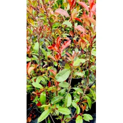 Photinia ×fraseri 'Red Robin'