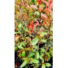 Photinia ×fraseri 'Red Robin'