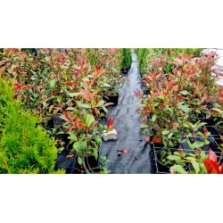 Photinia 'Red Robin'