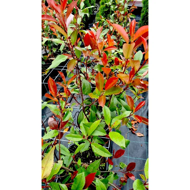Glanzmispel 'Red Robin'