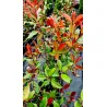 Glanzmispel 'Red Robin'