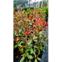Frasers Glanzmispel 'Red Robin'
