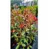 Frasers Glanzmispel 'Red Robin'