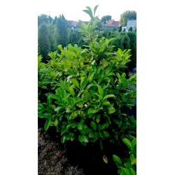 Laurocerasus officinalis 'Caucasica'