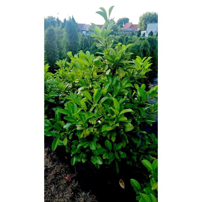 Laurocerasus officinalis 'Caucasica'