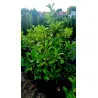 Laurocerasus officinalis 'Caucasica'