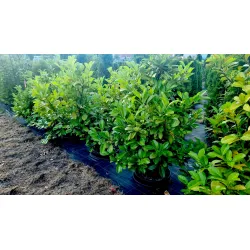 Prunus laurocerasus 'Caucasica'